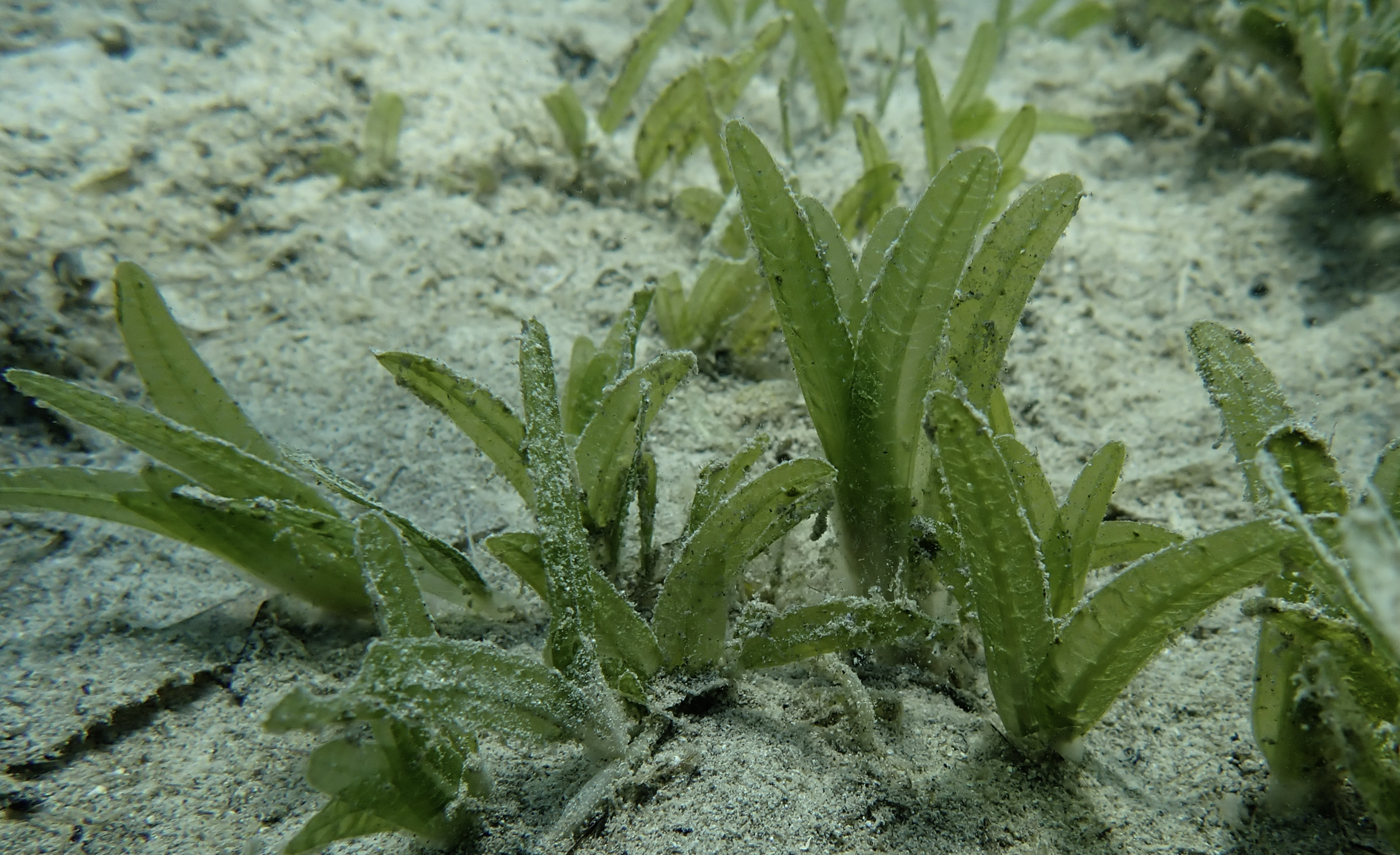 Halophila stipulacea, strana vrsta morske cvjetnice naseljava pjeskovita i pjeskovito-muljevita dna.